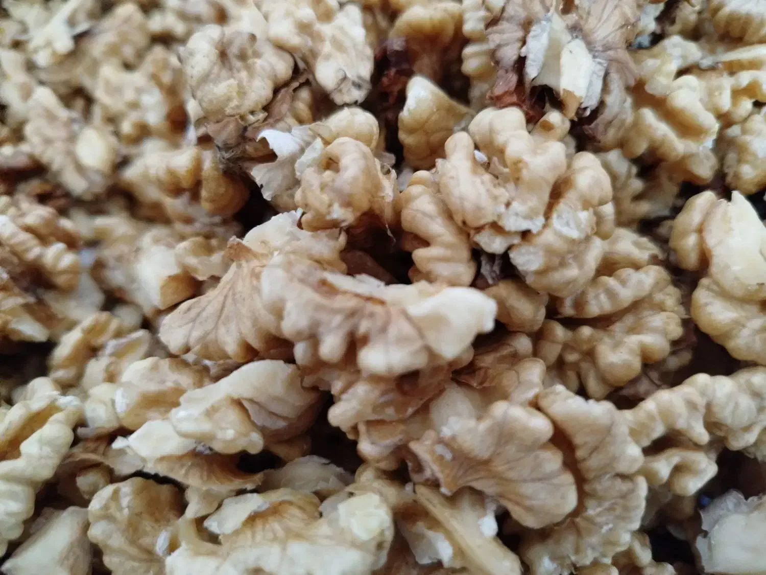 گردو کوهستان|خوردنی و آشامیدنی|بردسیر, |دیوار