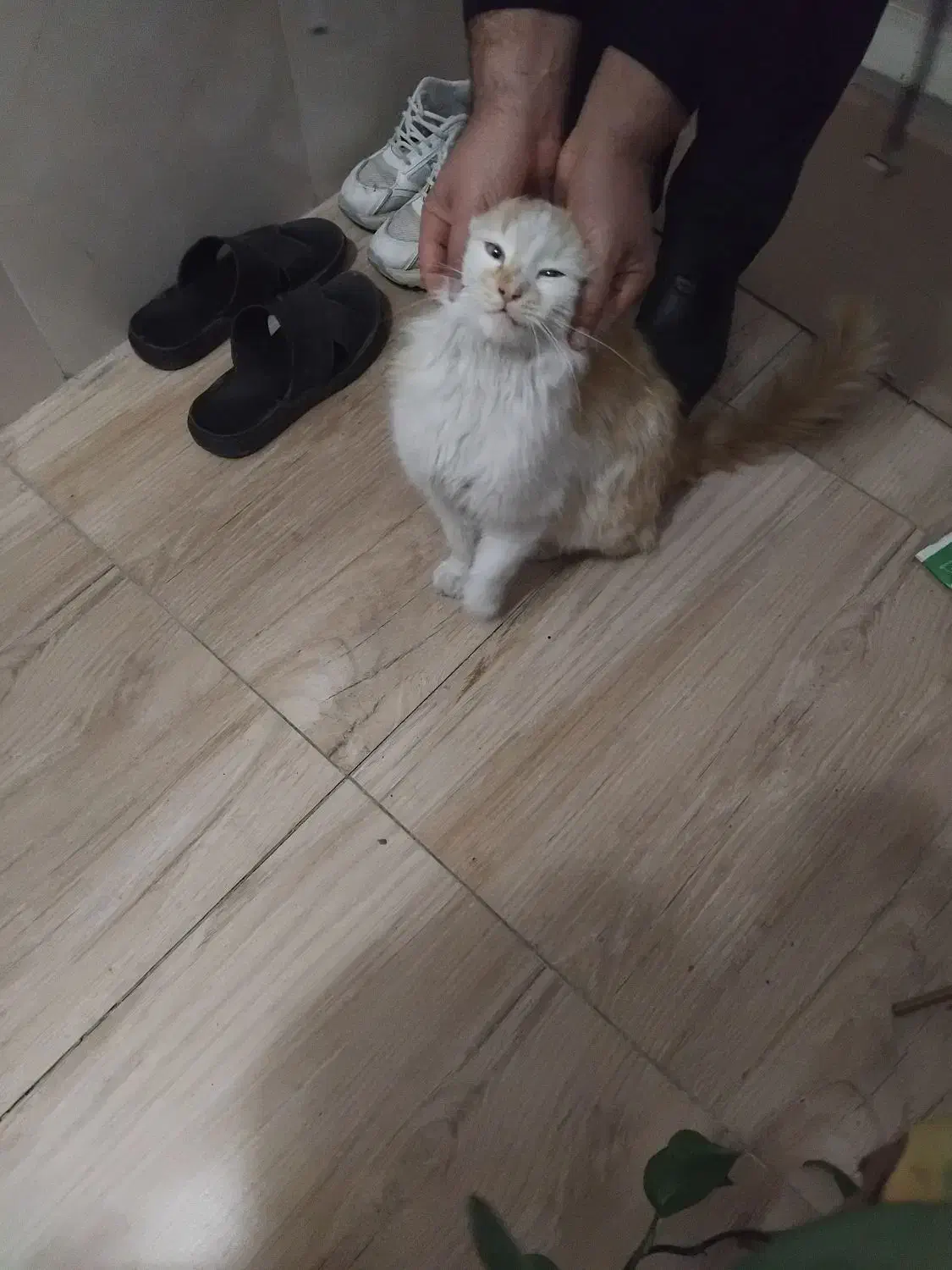 واگذاری گربه|گربه|میاندوآب, |دیوار