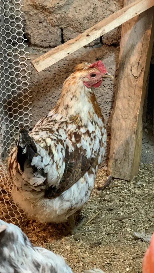 تخم نطفه دار گلین|حیوانات مزرعه|دهگلان, |دیوار