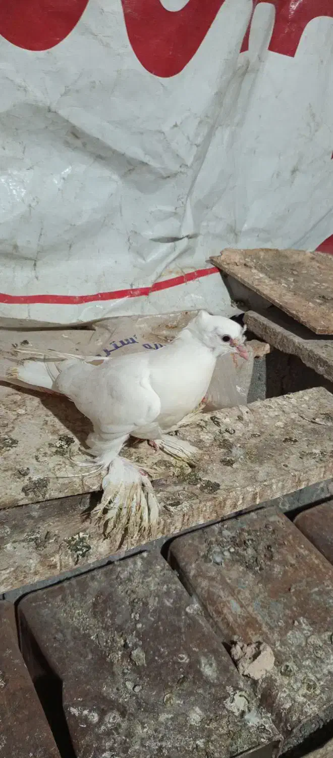 کفتر جوجه بحرنی|پرنده|میناب, |دیوار