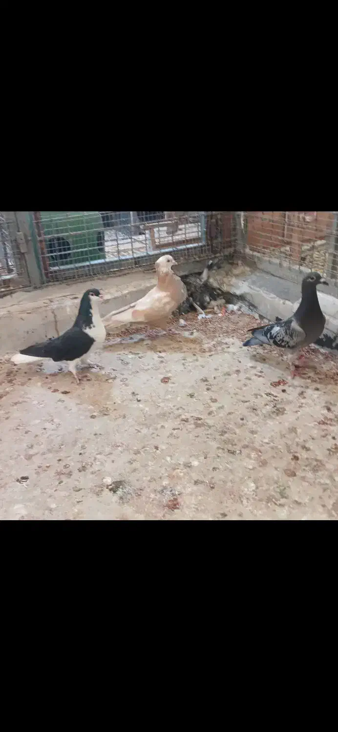 کبوتر پرشی|پرنده|گنبد کاووس, |دیوار