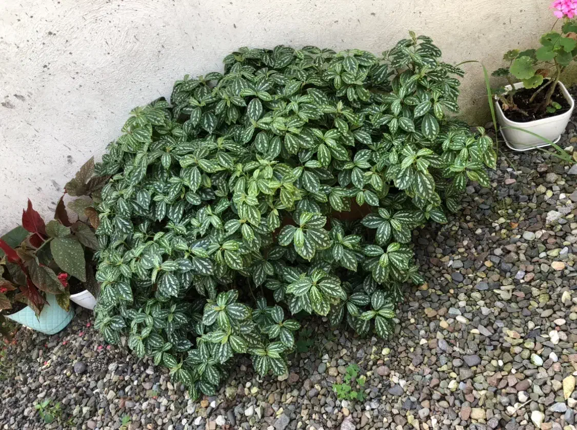 گل پیله آ|گل و گیاه طبیعی|رشت, بلوار گیلان|دیوار