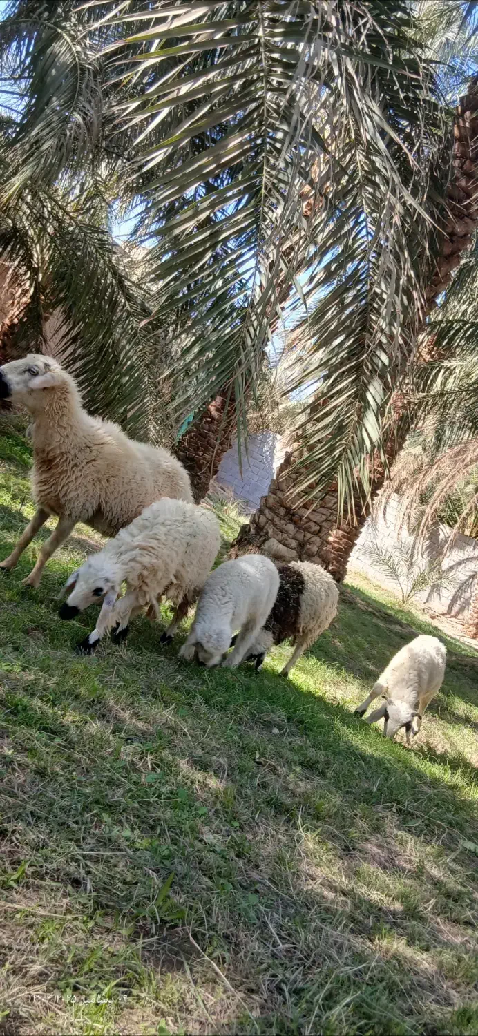 اسباب بازی بره ناقلا|اسباب‌بازی بچه|بم, |دیوار