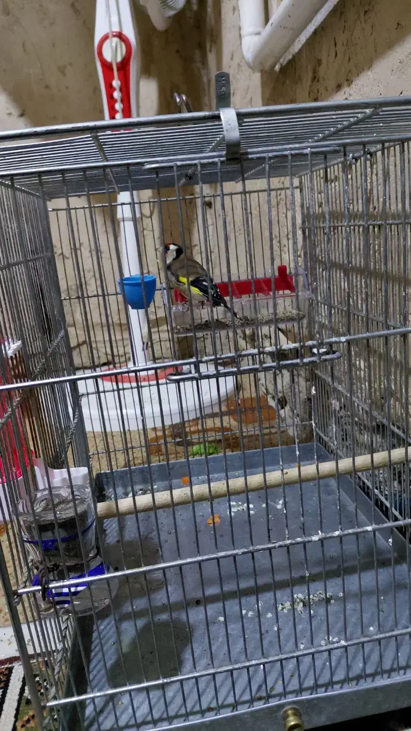 فروش یک عدد سهره ماده گل زیبا سهره رسمی بلند|پرنده|بومهن, |دیوار