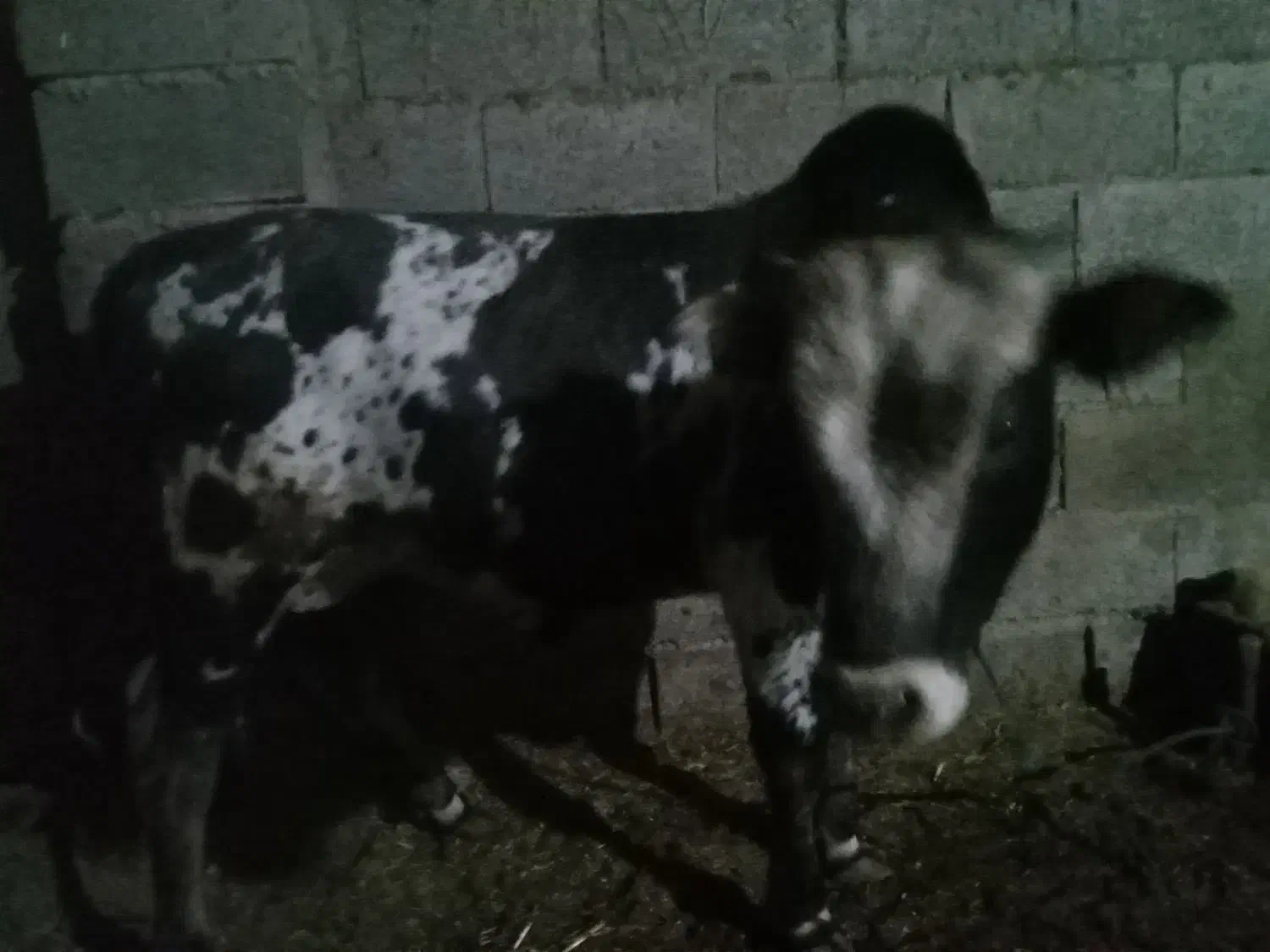 گوساله نر محلی|حیوانات مزرعه|رودبنه, |دیوار