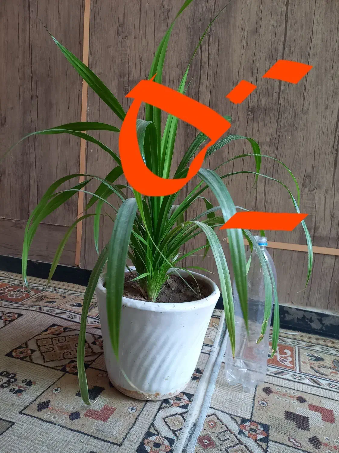 فروش ۳ عدد گلدان با گل سرحال|گل و گیاه طبیعی|شیراز, صاحب الزمان|دیوار