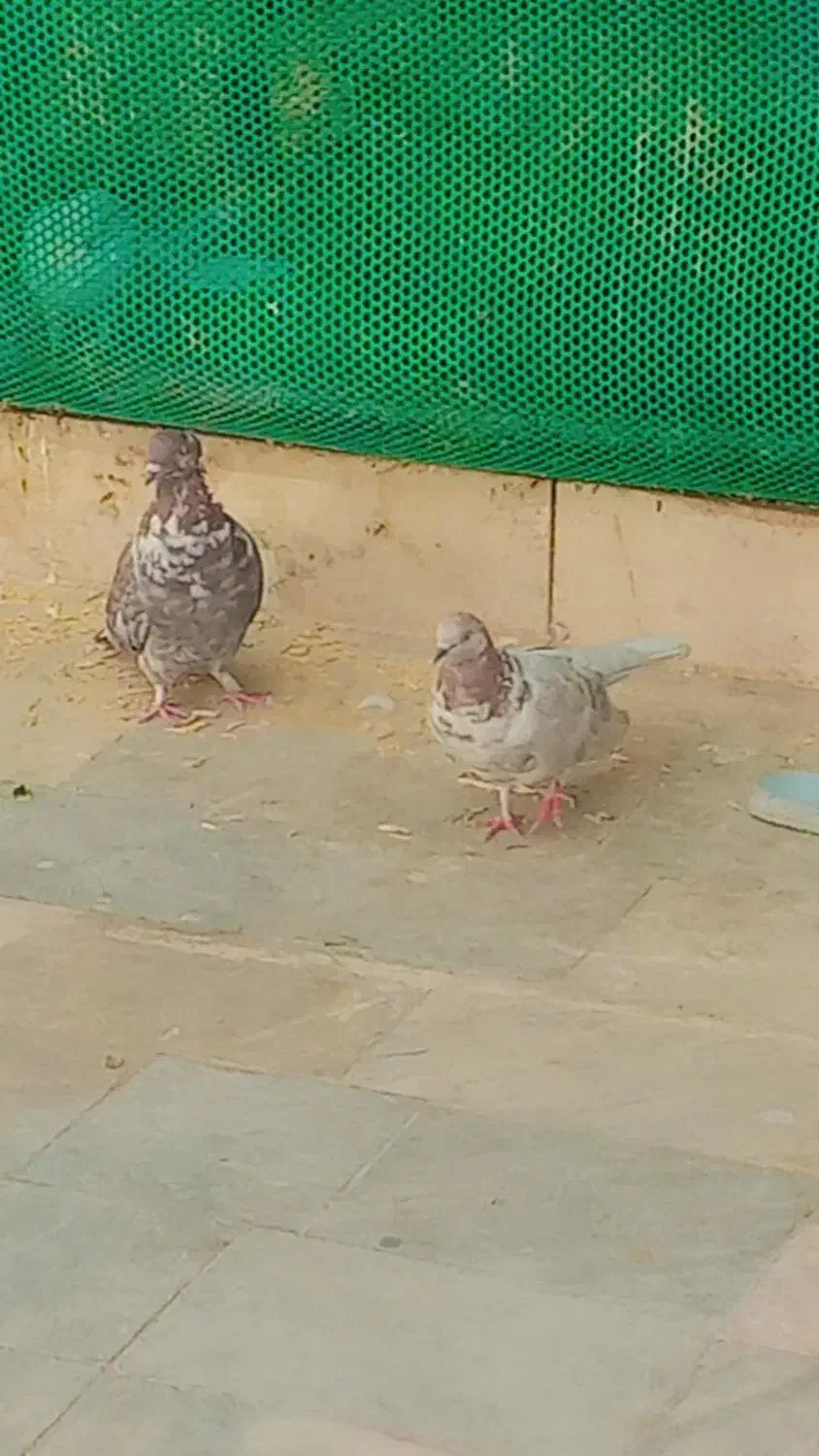 کفتر پرشی خوشگل|پرنده|بروجن, |دیوار