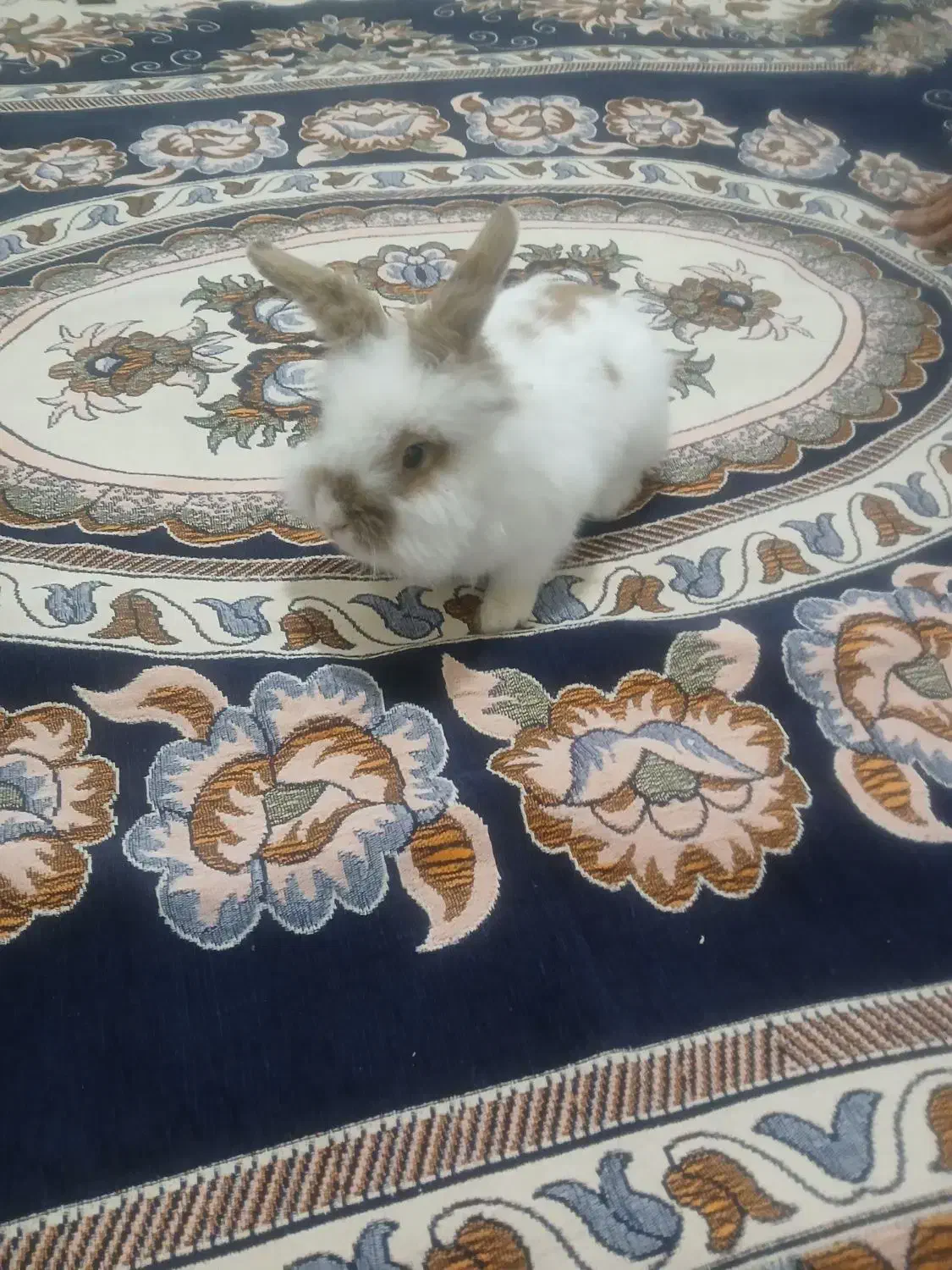 خرگوش|موش و خرگوش|بیجار, |دیوار