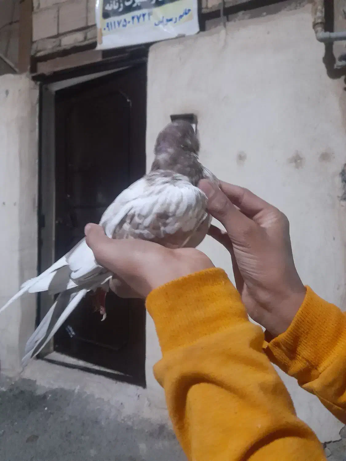 کبوتر گرگی|پرنده|پاکدشت, پاکدشت (مامازند)|دیوار