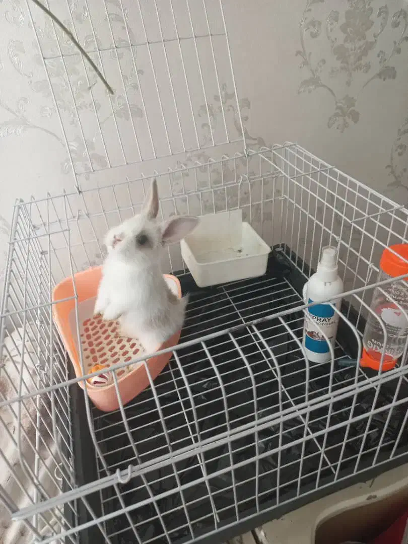 خرگوش با قفس و وسایل|موش و خرگوش|تهران, ائمه اطهار|دیوار