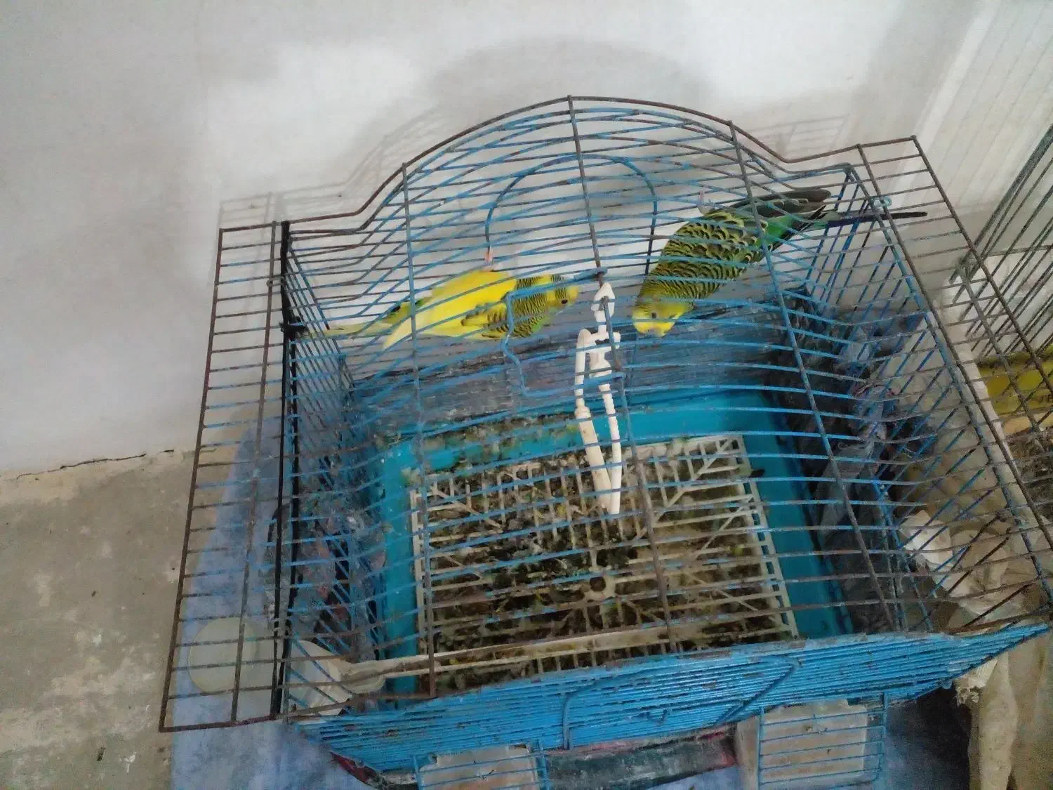 فروش قناری|پرنده|نوشهر, |دیوار