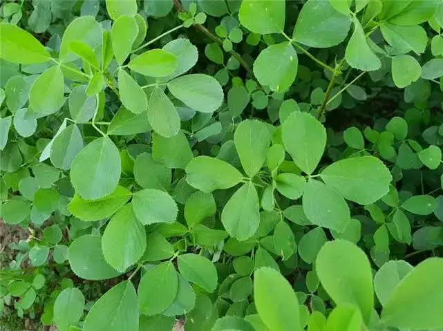 یونجه|لوازم جانبی حیوانات|میاندوآب, |دیوار
