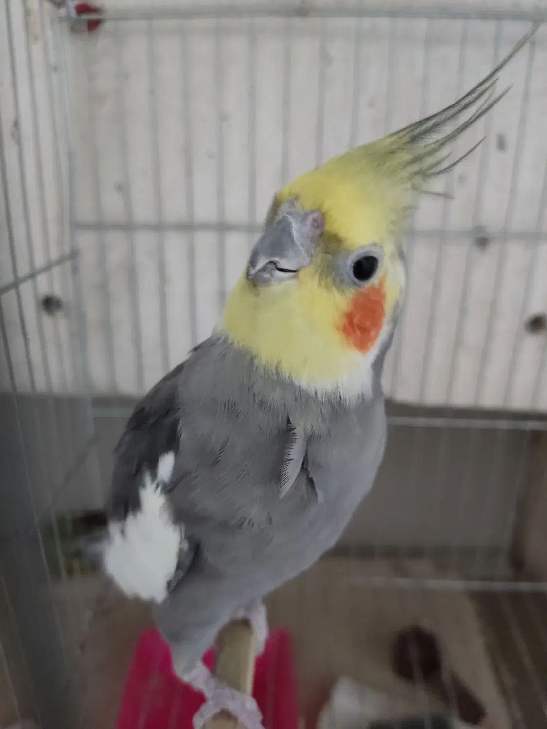 عروس هلندی نر بالغ|پرنده|ساری, |دیوار