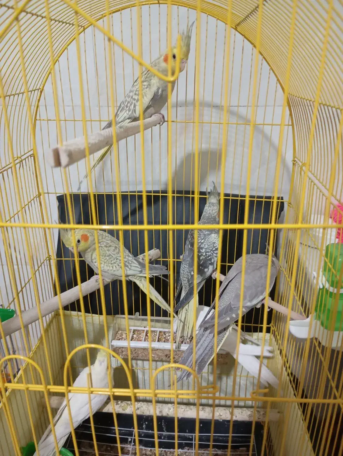 عروس هلندی ۳ الی ۴ ماهه|پرنده|تهران, افسریه جنوبی|دیوار