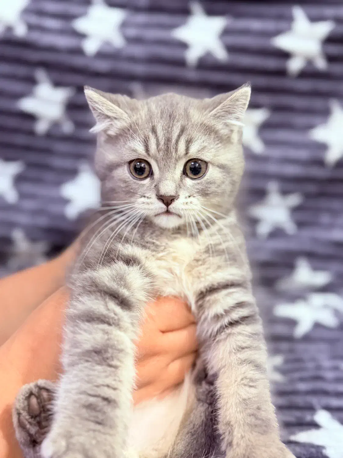 بچه گربه بریتیش فضول|گربه|اهواز, شهرک برق|دیوار