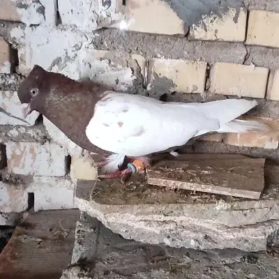 پرنده|پرنده|خرمشهر, |دیوار