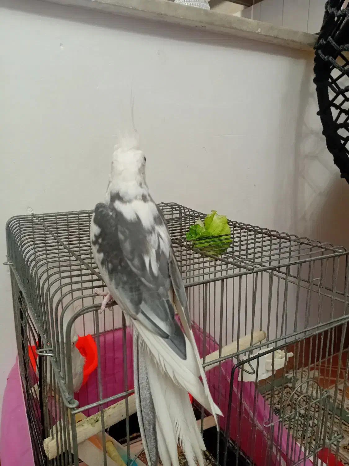 عروس هلندی البینو|پرنده|رشت, حمیدیان|دیوار