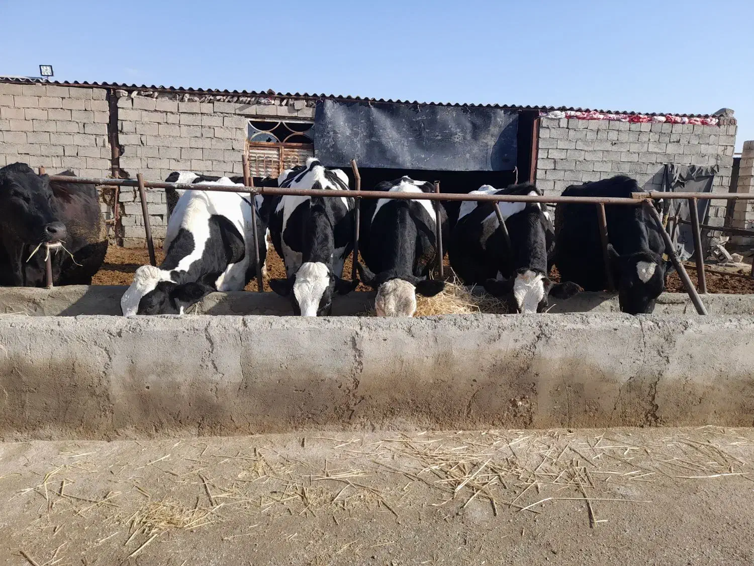 گاو شیری|حیوانات مزرعه|سیدآباد, |دیوار