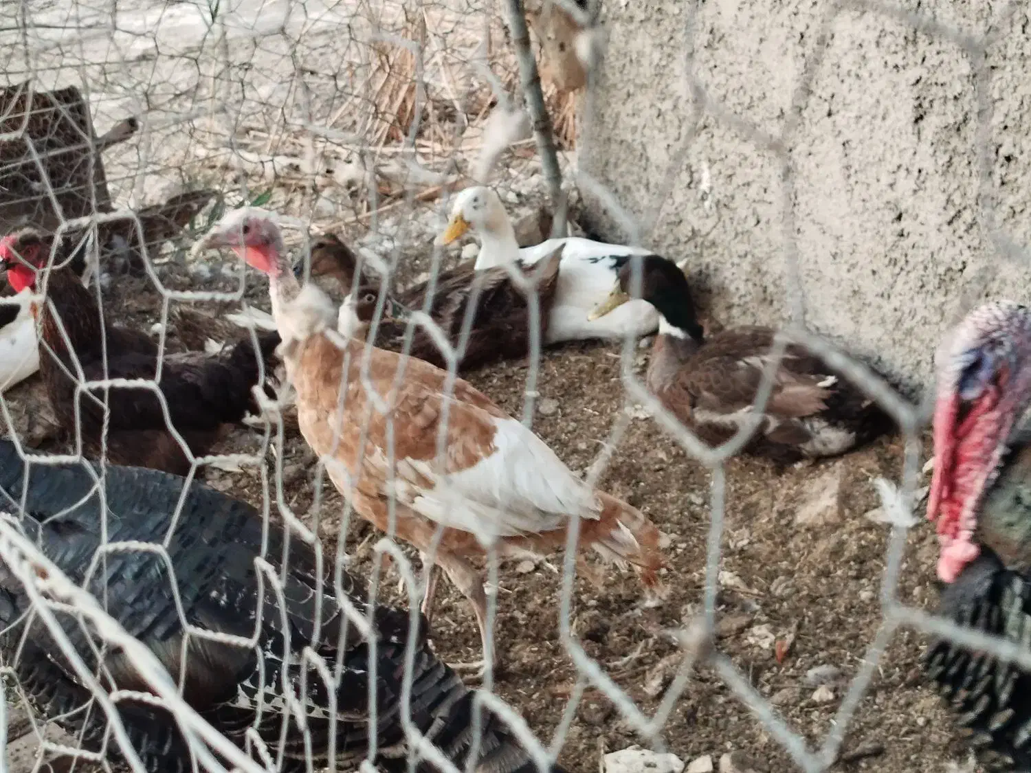 تعدادی مرغ و خروس واردک به فروش میرسد|حیوانات مزرعه|قرچک, پویینک|دیوار