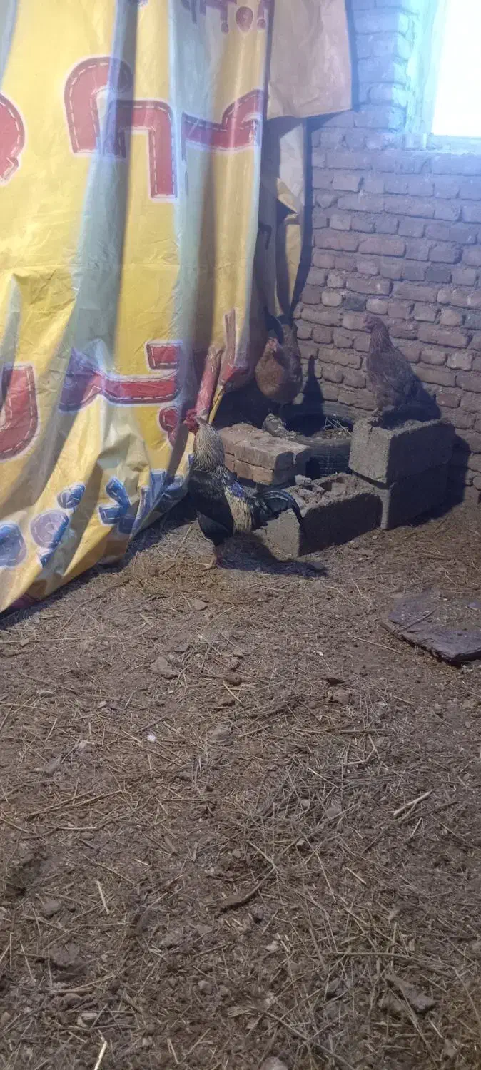 خروس دو رگه|حیوانات مزرعه|سیلوانه, |دیوار