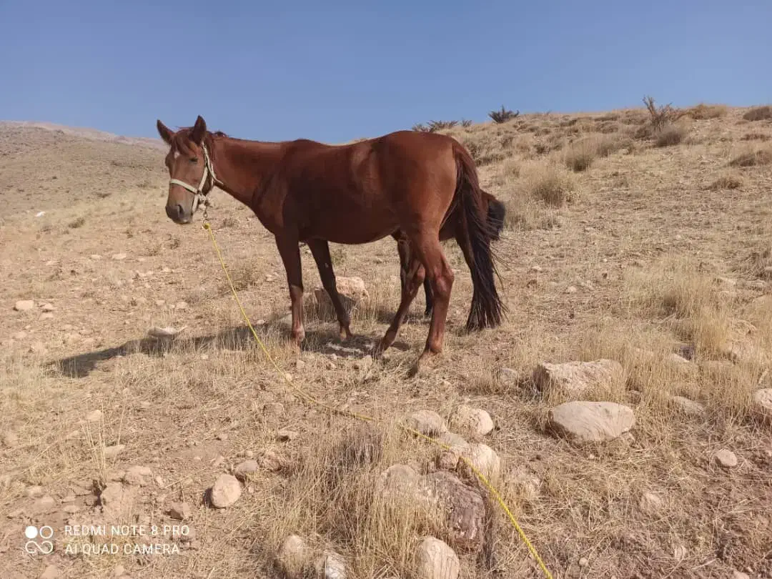 اسب پالونی|اسب و تجهیزات اسبسواری|بن, |دیوار