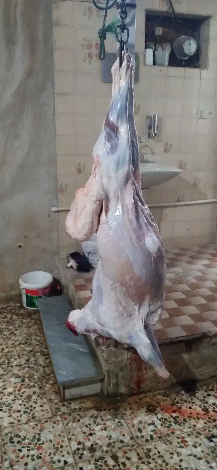 قصاب سیار هستم|خدمات پذیرایی، مراسم|دزفول, |دیوار