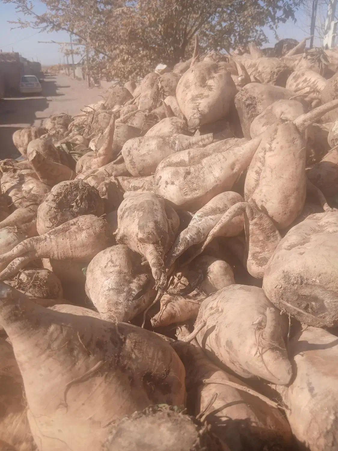 چغندر قند ،،نیشابور|عمدهفروشی|نیشابور, تختی|دیوار