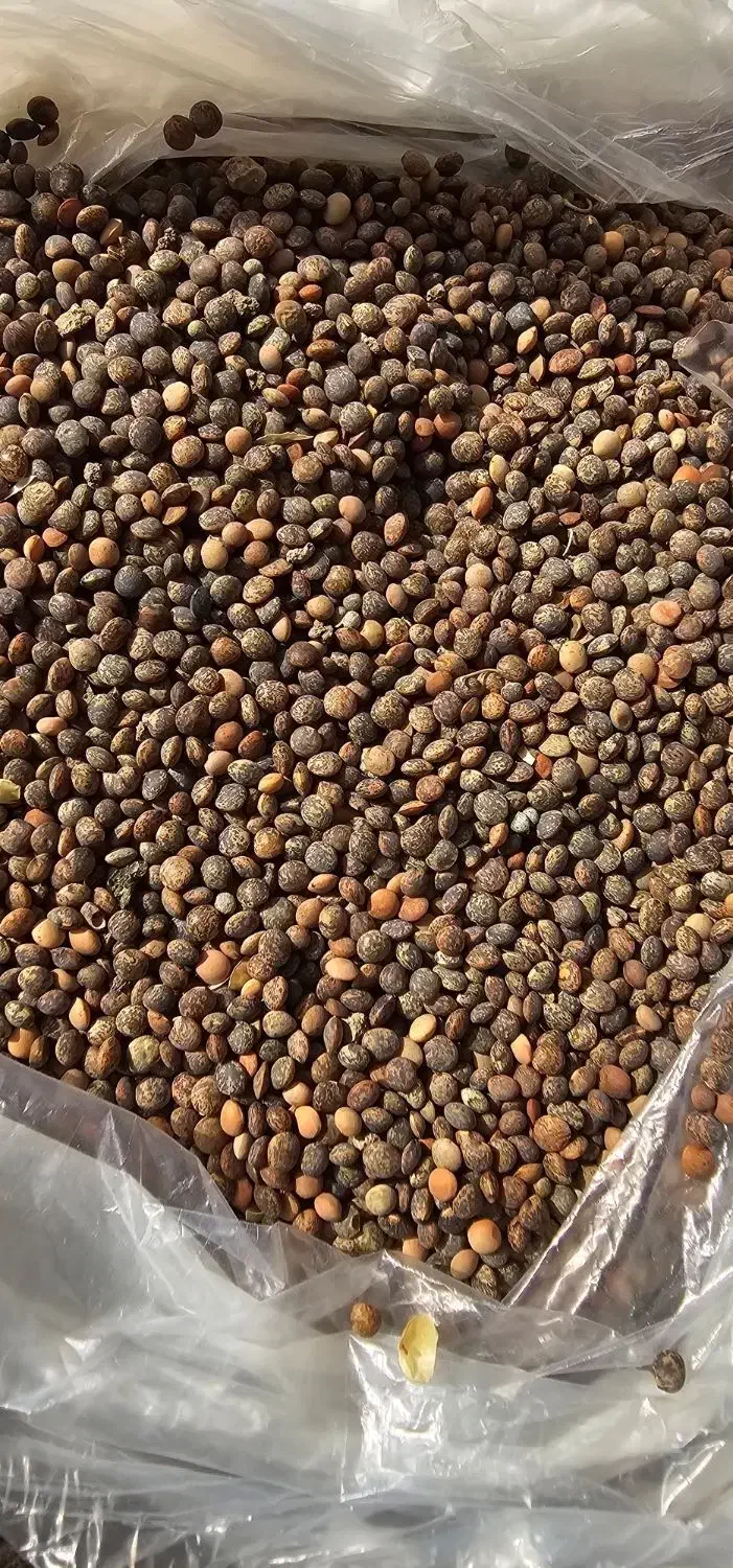 عدس‌کردی|خوردنی و آشامیدنی|سرپل ذهاب, |دیوار