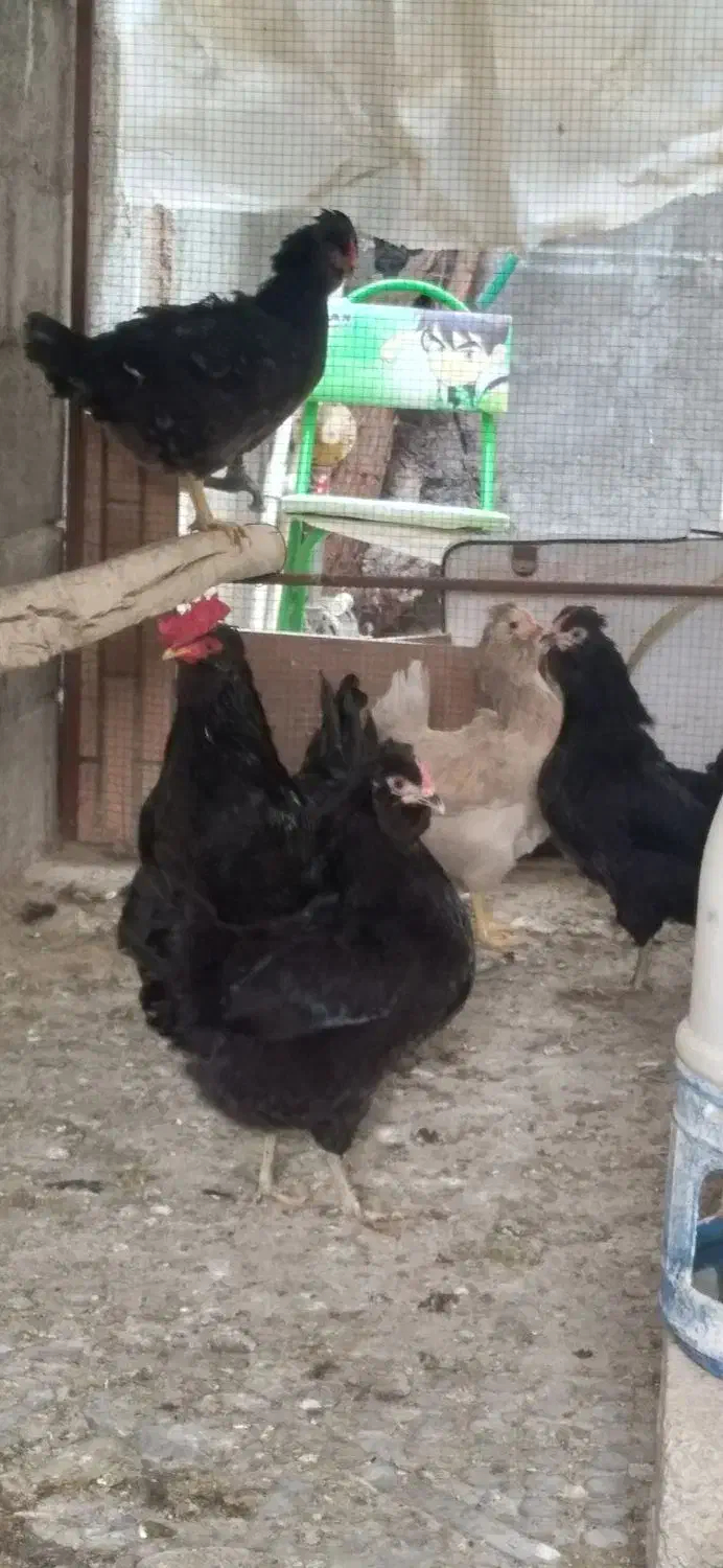 مرغ گلین|حیوانات مزرعه|جم, |دیوار