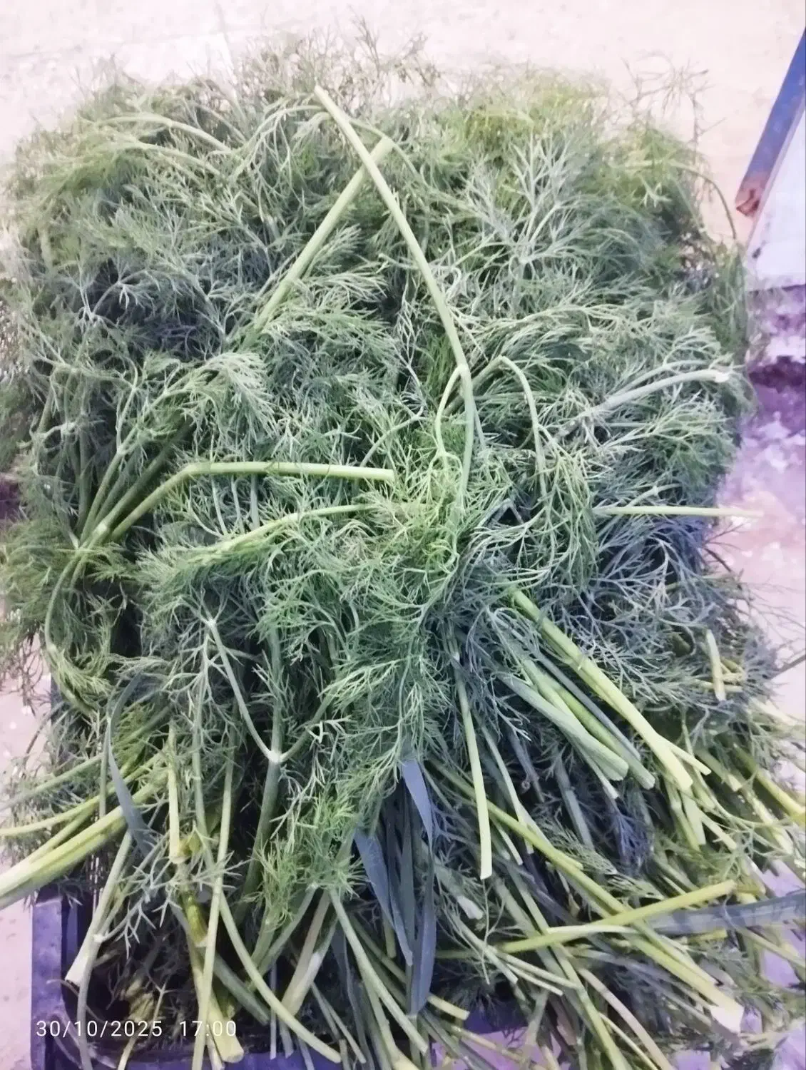 شوید تازه|خوردنی و آشامیدنی|مزرعه کتول, |دیوار