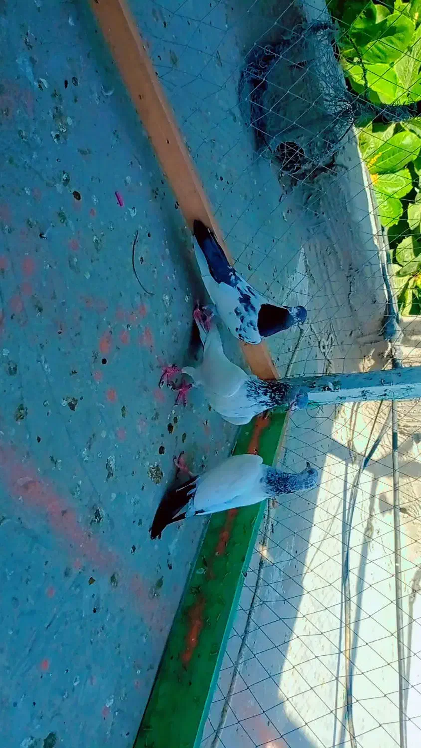 10عدد کبوتر سه پاکستانی 7تا نرپر|پرنده|چابهار, |دیوار