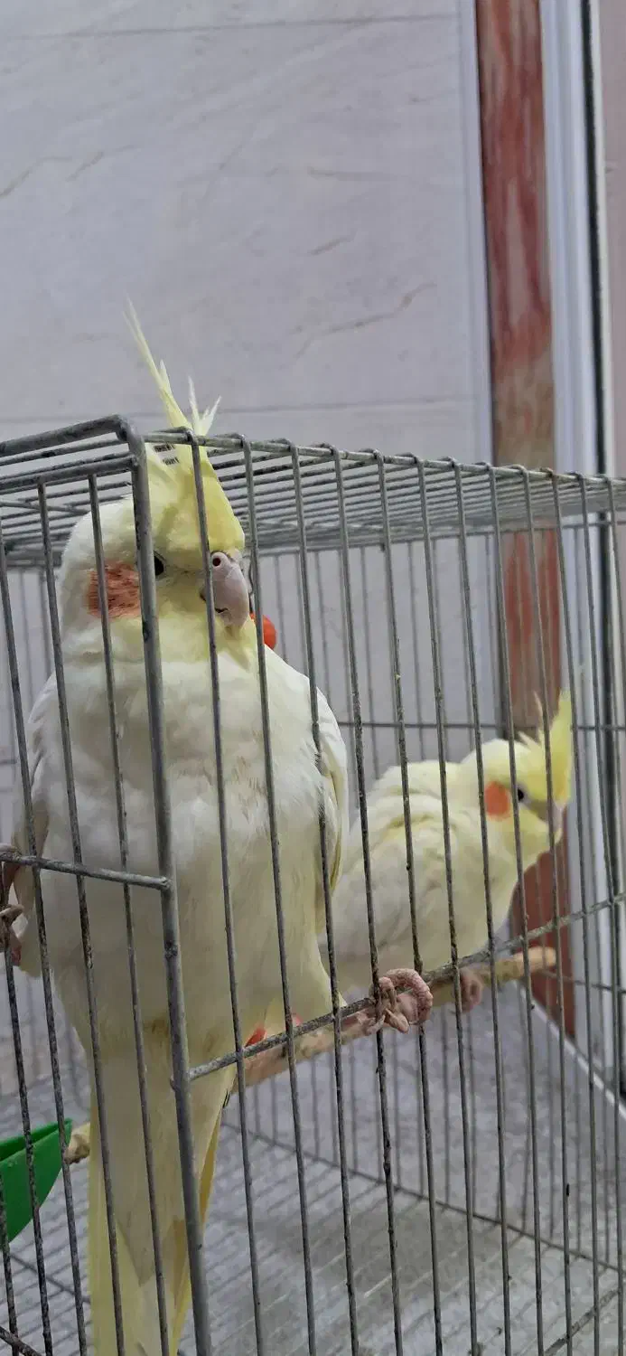 یه جفت عروس هلندی لوتینو|پرنده|لنگرود, |دیوار