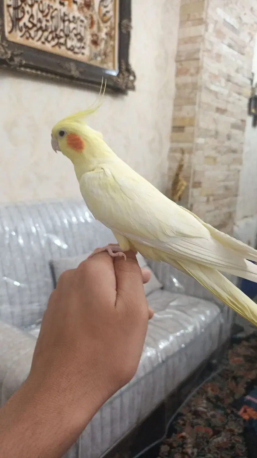 عروس هلندی ماده دستی|پرنده|ری, جوانمرد قصاب|دیوار