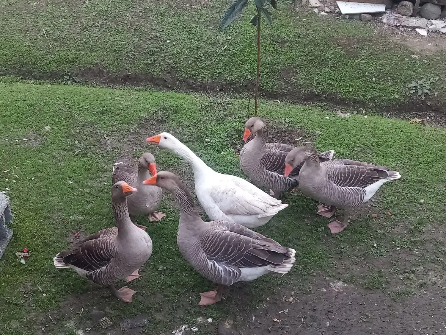 4تاغاز|حیوانات مزرعه|تالش, جوکندان|دیوار