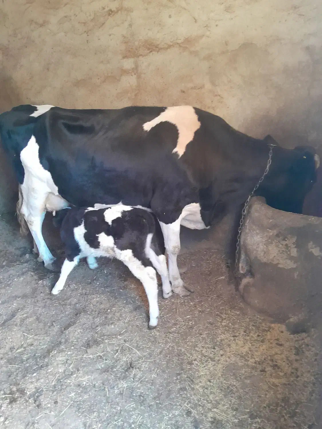 گاو گوساله|حیوانات مزرعه|گل تپه, |دیوار