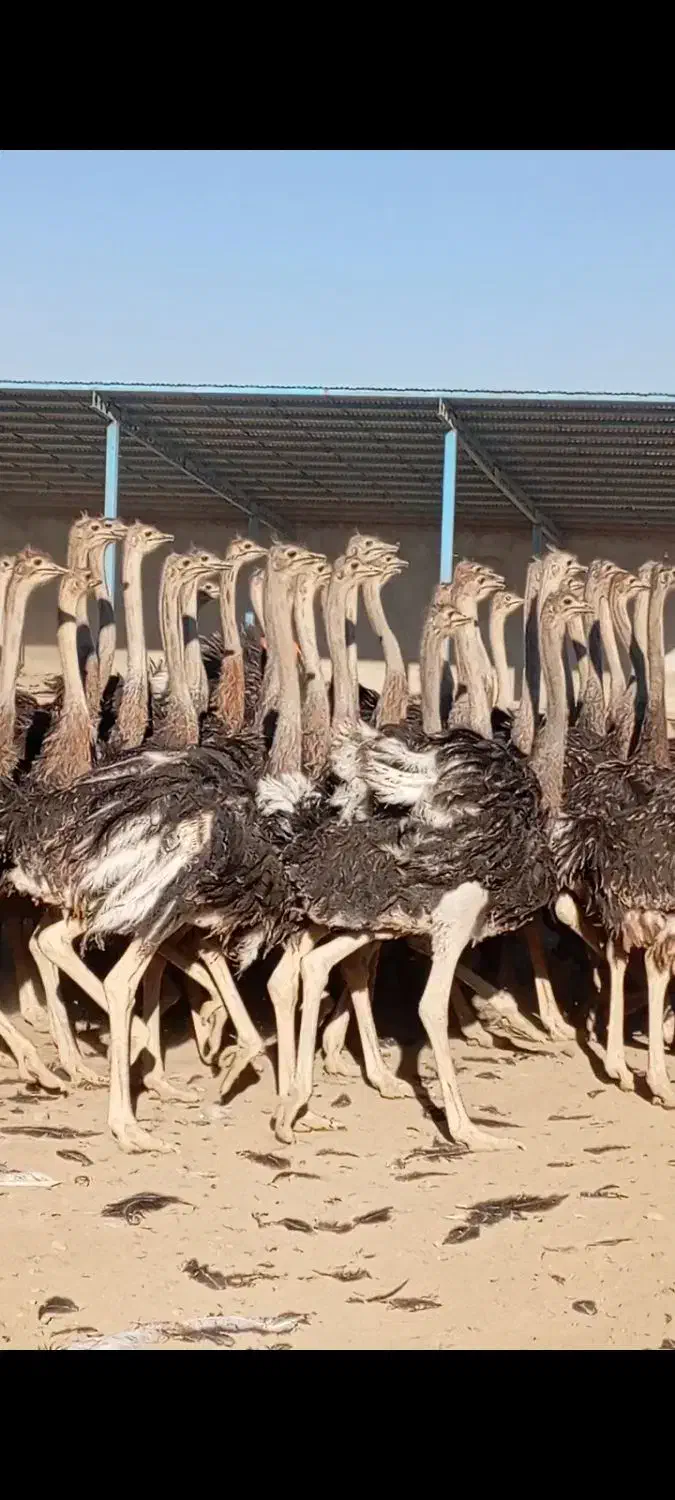 پخش گوشت شترمرغ کشتارروز،گرم|خوردنی و آشامیدنی|لالجین, |دیوار