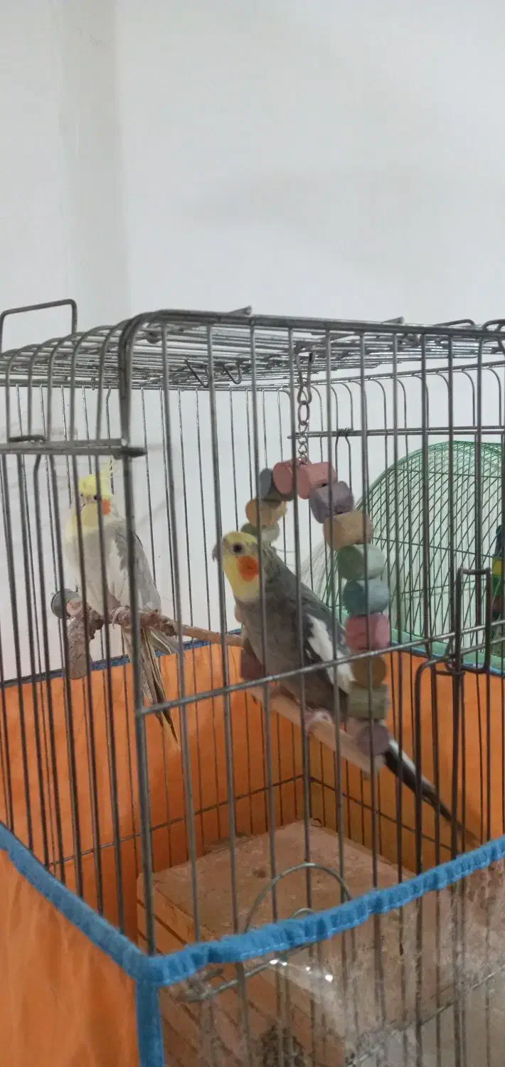 یک جفت عروس هلندی مولد با قفس و وسایل|پرنده|اندیشه, اندیشه فاز ۱|دیوار