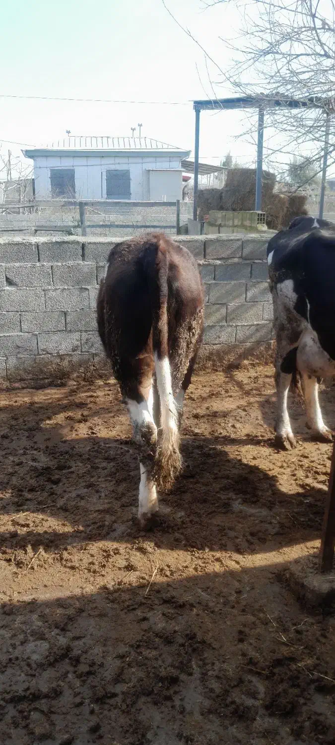 تلیسه سیمینتال|حیوانات مزرعه|سیمین شهر, |دیوار