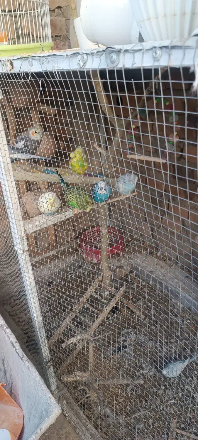 مرغ عشق عروس هلندی|پرنده|خاش, |دیوار