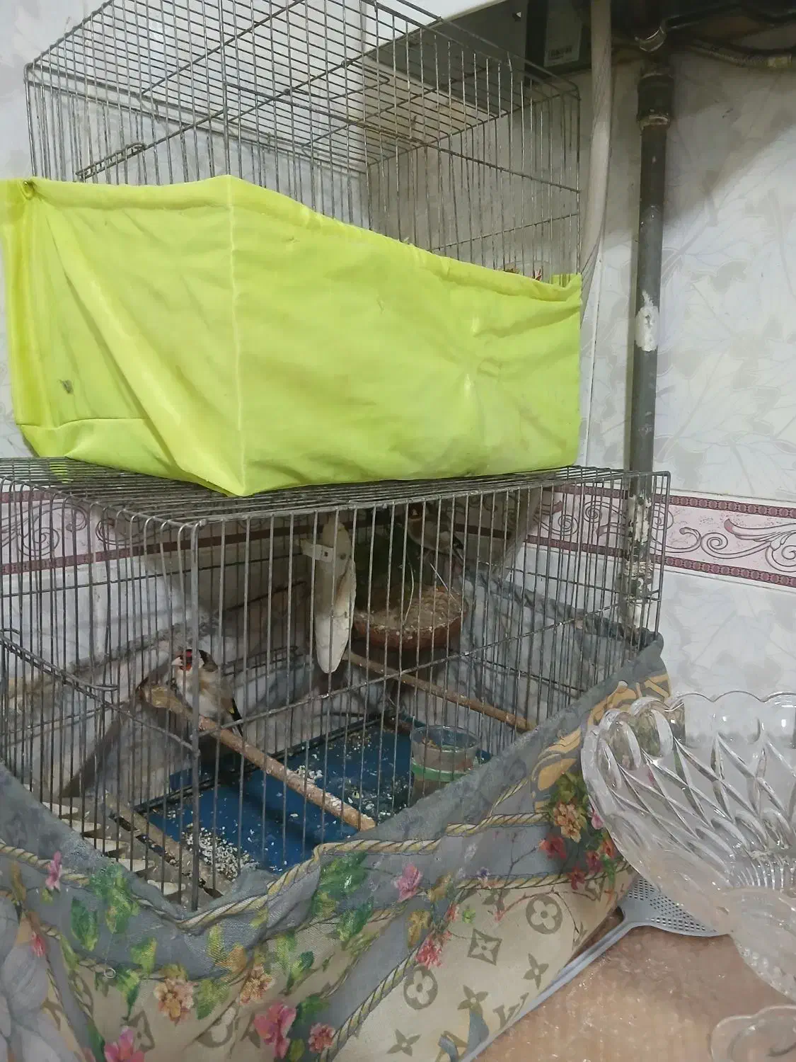 طوطی ملنگو جوجه نر پنج ماهه|پرنده|شهریار, شهرک بهاران (ویره)|دیوار