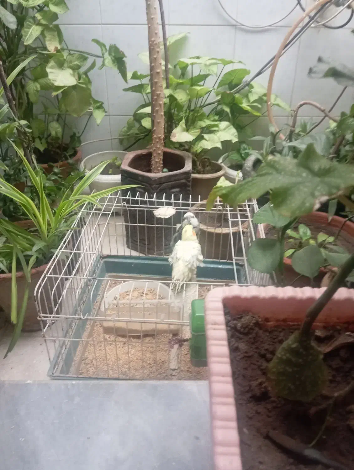 عروس هلندی|پرنده|ارومیه, |دیوار