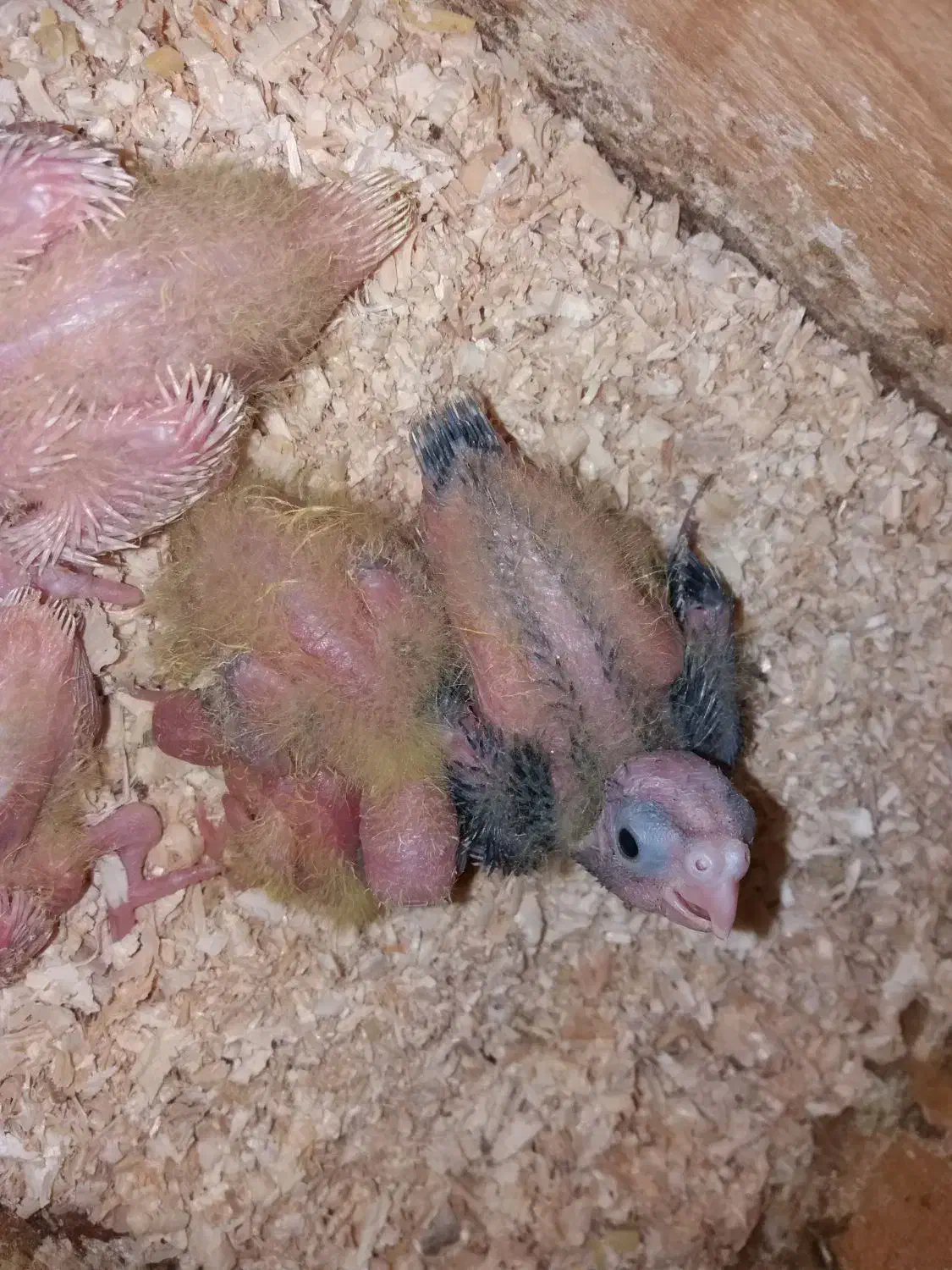 جوجه عروس سرلاکی|پرنده|لاهیجان, آهندان|دیوار