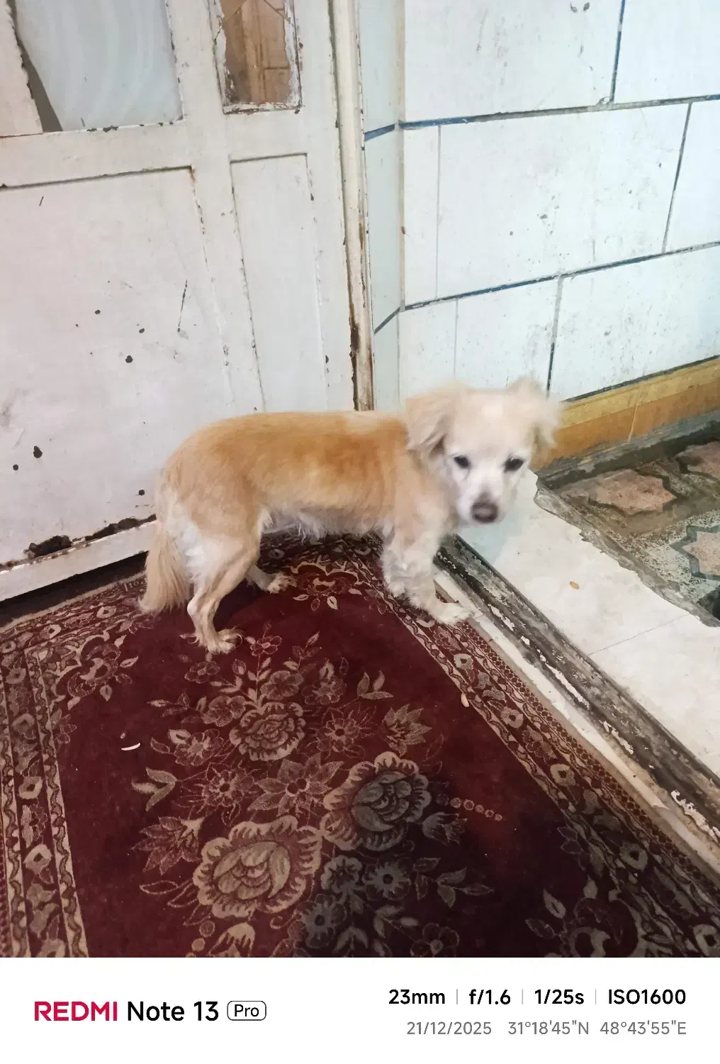 گم شدن سگ|حیوانات|اهواز, کوی رمضان|دیوار