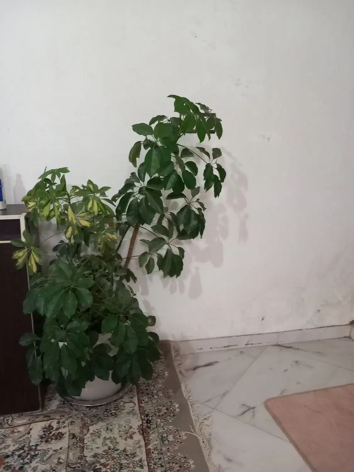 گل شفلرا پنچ انگشتی سر حال براق|گل و گیاه طبیعی|نیشابور, کوی حسینی|دیوار