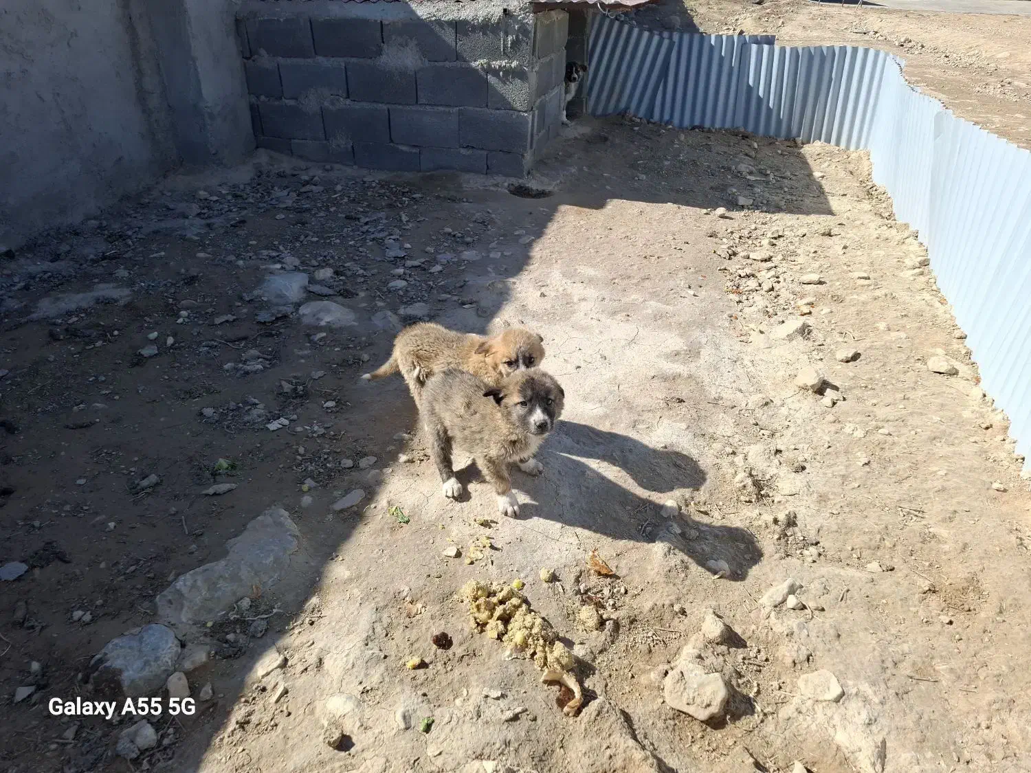 سگ واگذاری|سگ|گرمخان, |دیوار