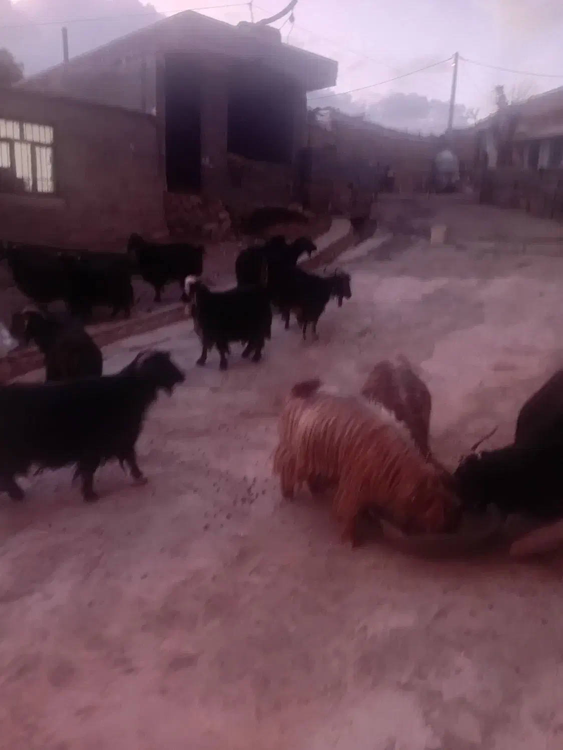 بز خوب|حیوانات مزرعه|کارزان, |دیوار