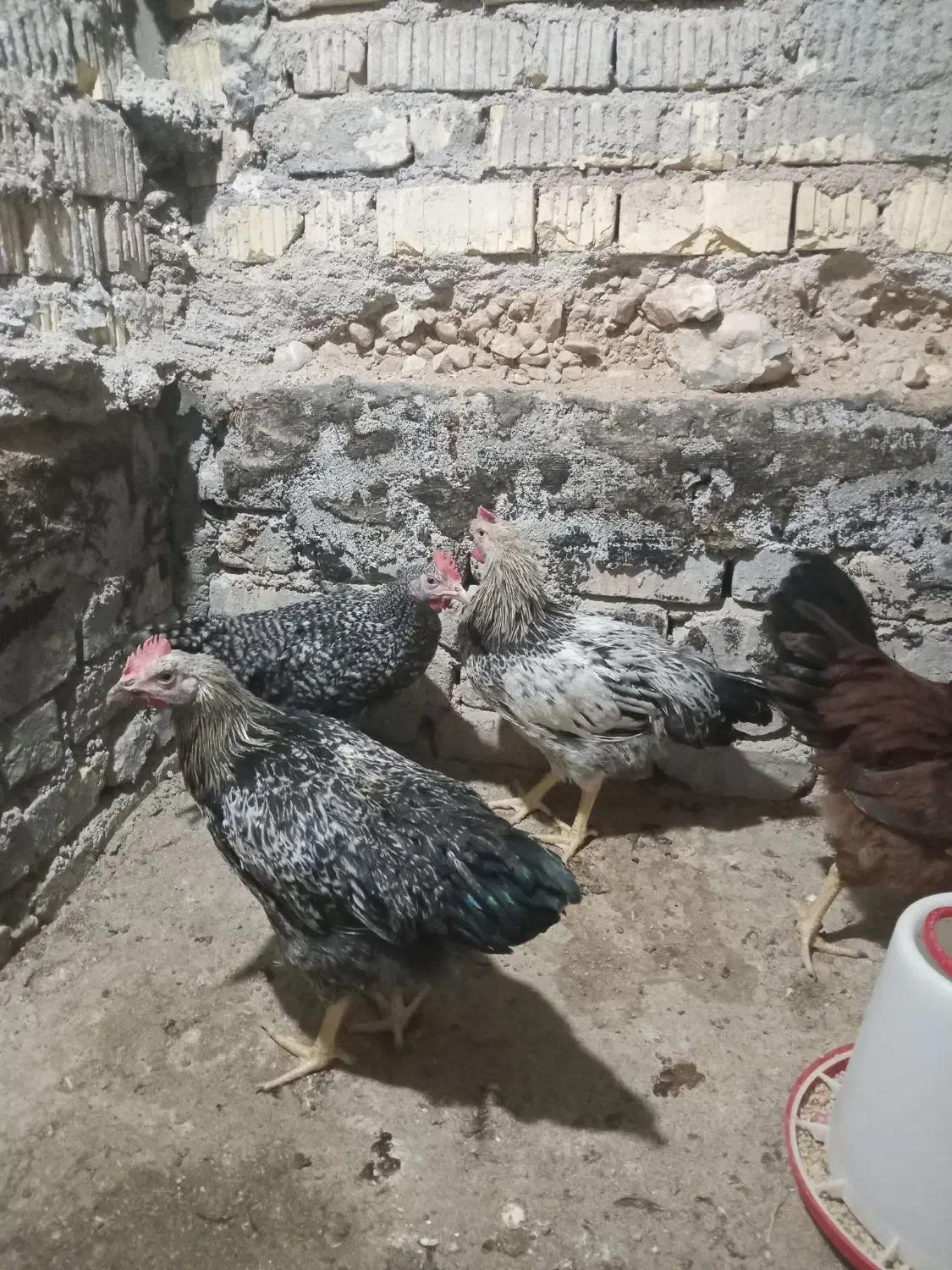 جوجه خروس محلی|حیوانات مزرعه|داراب, |دیوار