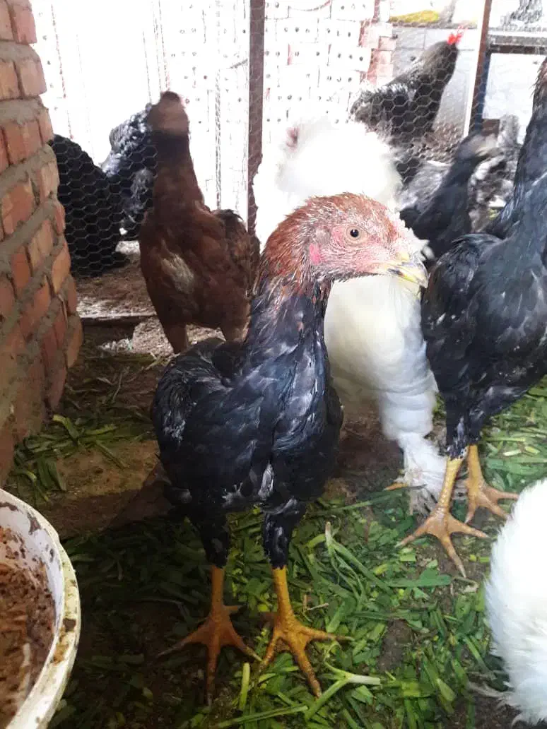 جوجه لاری|حیوانات مزرعه|تبریز, |دیوار