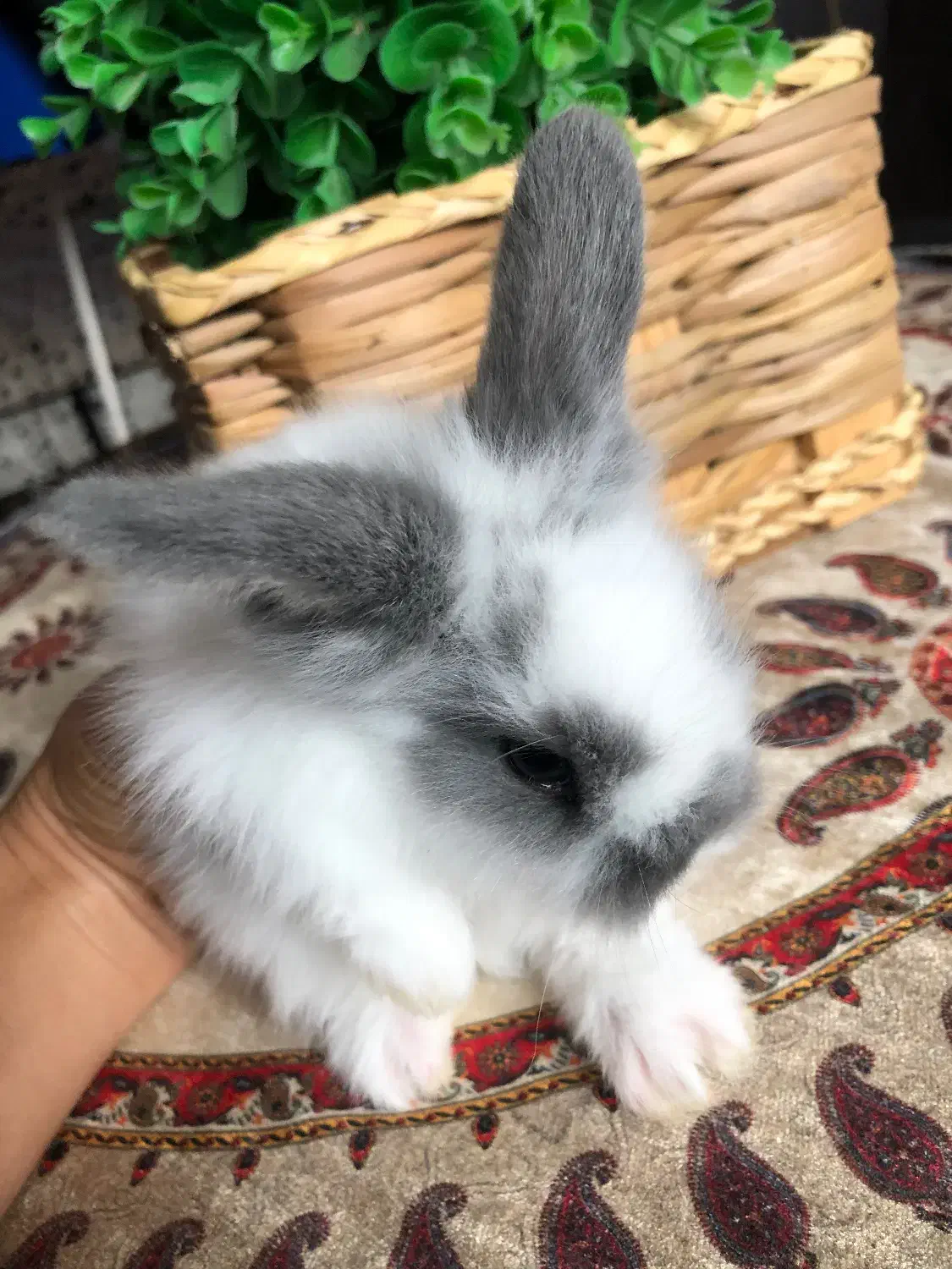 بچه خرگوش فلت|موش و خرگوش|قائم‌شهر, |دیوار