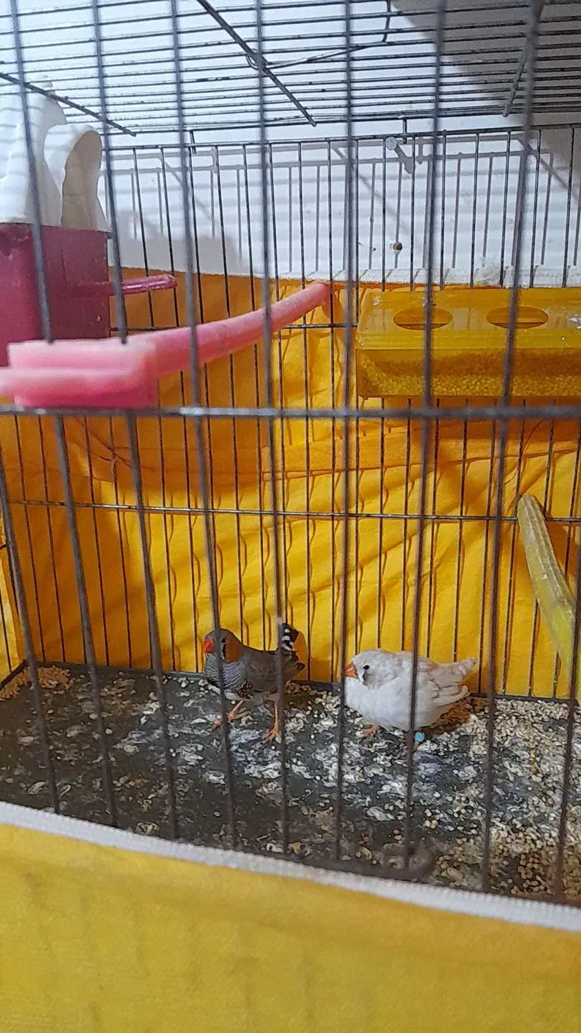 فنچ نر ماده مولد|پرنده|مسجد سلیمان, |دیوار